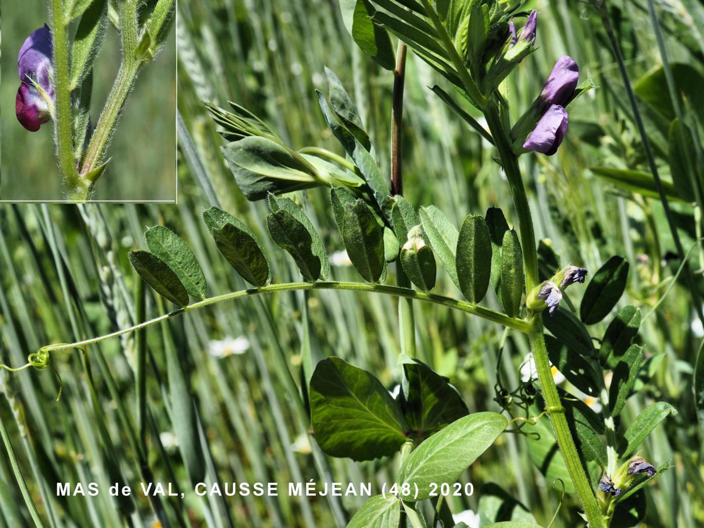 Vetch, Common leaf